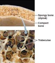 addensate (accoglie il midollo osseo ) Compatto: massa