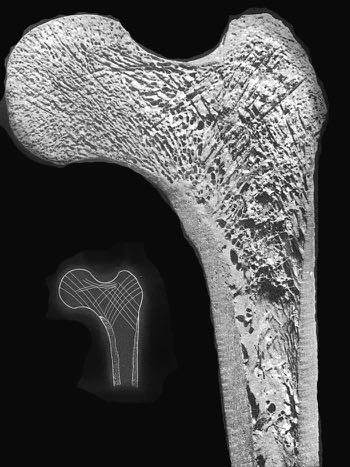 Tessuto osseo Lamellare Compatto Struttura Microscopica Compatto: