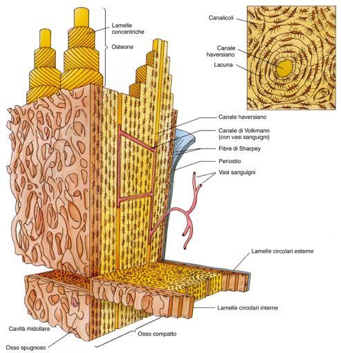 Microscopica Canali di Havers (centralmente l osteone) Canali di