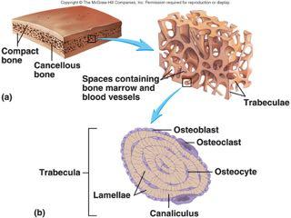 Tessuto osseo Lamellare Spugnoso Vascolarizzazione: spugnoso vs compatto Struttura Microscopica Sistemi di lamelle addossate