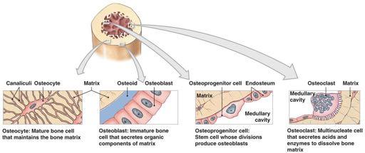 Cellule dell osso Origine: Mesenchimale Cellule Osteoprogenitrici: elementi con