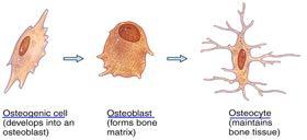 Matrice non mineralizzata Osteoblasti: (cellule osteogeniche): formano uno strato