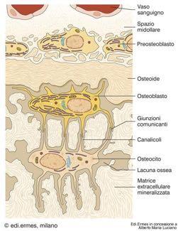 µm che riassorbono il tessuto osseo durante l'accrescimento ed il rimodellamento