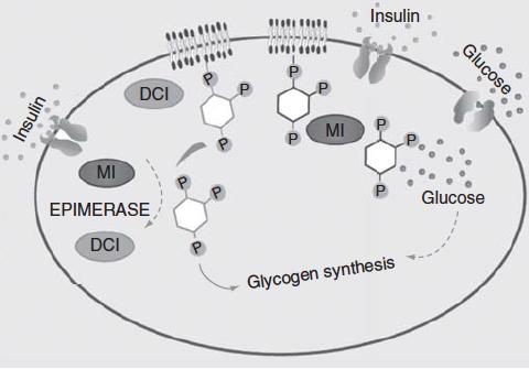 u Myo-inositolo e D-chiro-inositolo e sindrome metabolica Il Myo-inositolo e il D-chiro-inositolo hanno ruoli differenti nella mediazione del segnale dell insulina Myo-inositolo Contribuisce all