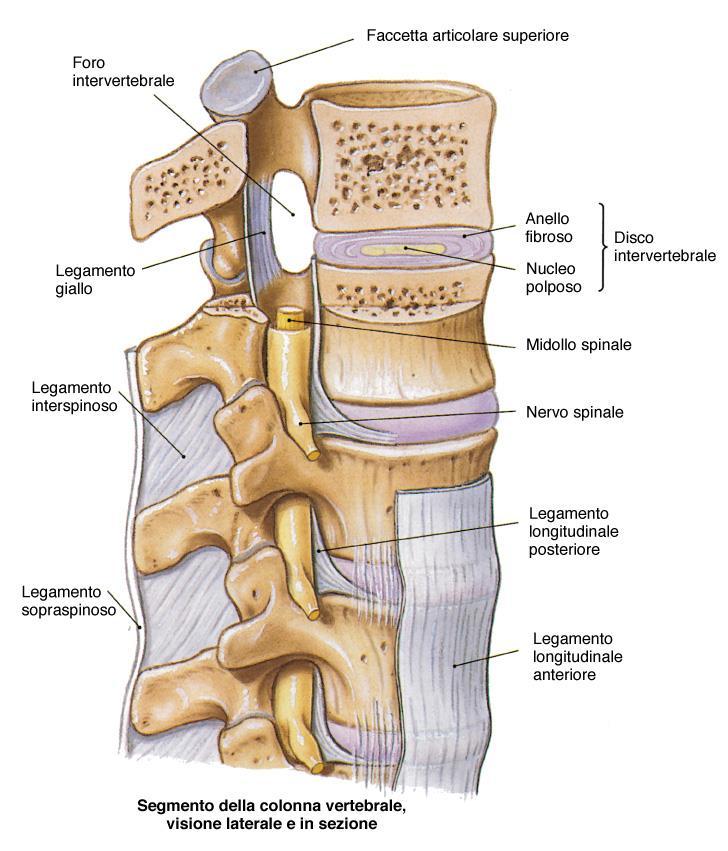 I legamenti della colonna vertebrale sono legamenti che dall osso occipitale si estendono per tutta la lunghezza della colonna vertebrale come il legamento longitudinale anteriore, il legamento