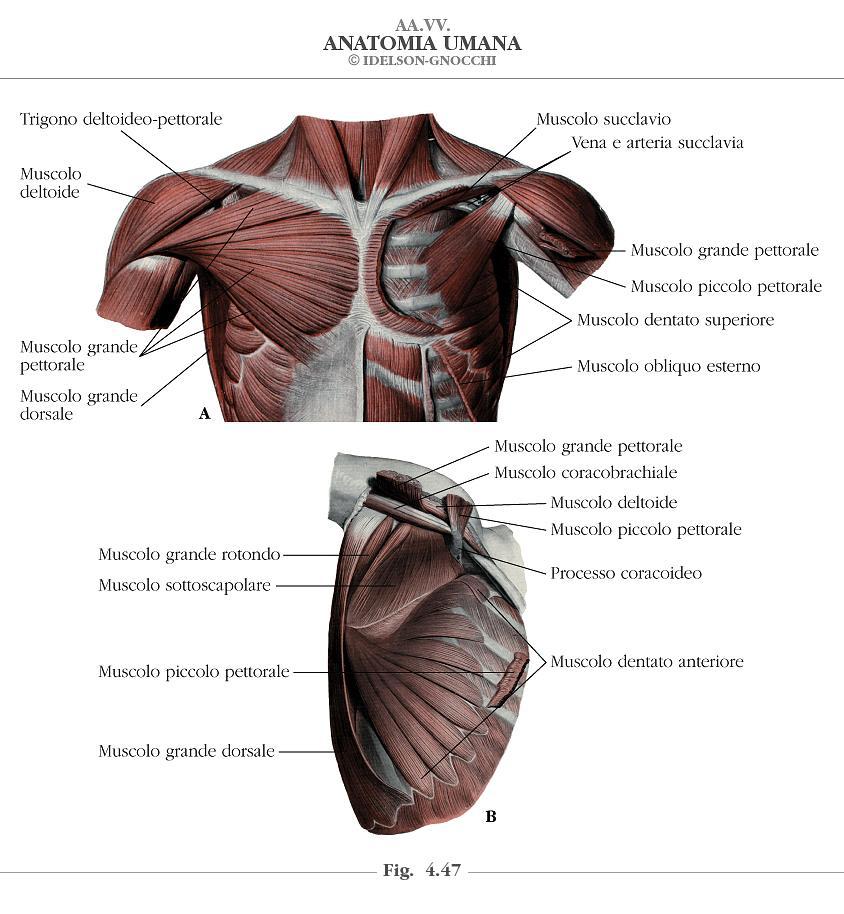 Figura 11: A) Muscoli della parete anteriore