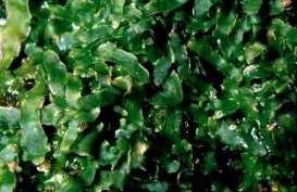 Magnoliophyta (angiosperme) Spermatofite (piante a seme) Pinophyta (gimnosperme) Equiseti Felci Licopodi muschi epatiche altre