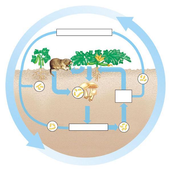 Nel ciclo dell azoto è fondamentale il ruolo dei batteri Nel ciclo dell azoto i batteri azotofissatori concentrano l azoto gassoso N 2 in composti assimilabili dalle piante: ioni ammonio (NH 4+ ) e