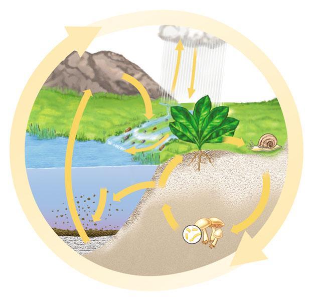 Il ciclo del fosforo dipende dall erosione delle rocce Nel ciclo del fosforo il riciclaggio avviene a livello locale: il serbatoio abiotico del fosforo è costituito dalle rocce.