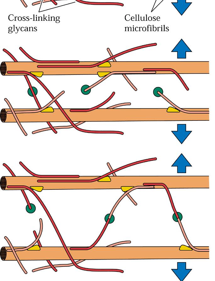 parete, >assunzione Ca 2+ cellula)