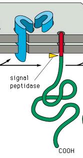 signal peptide