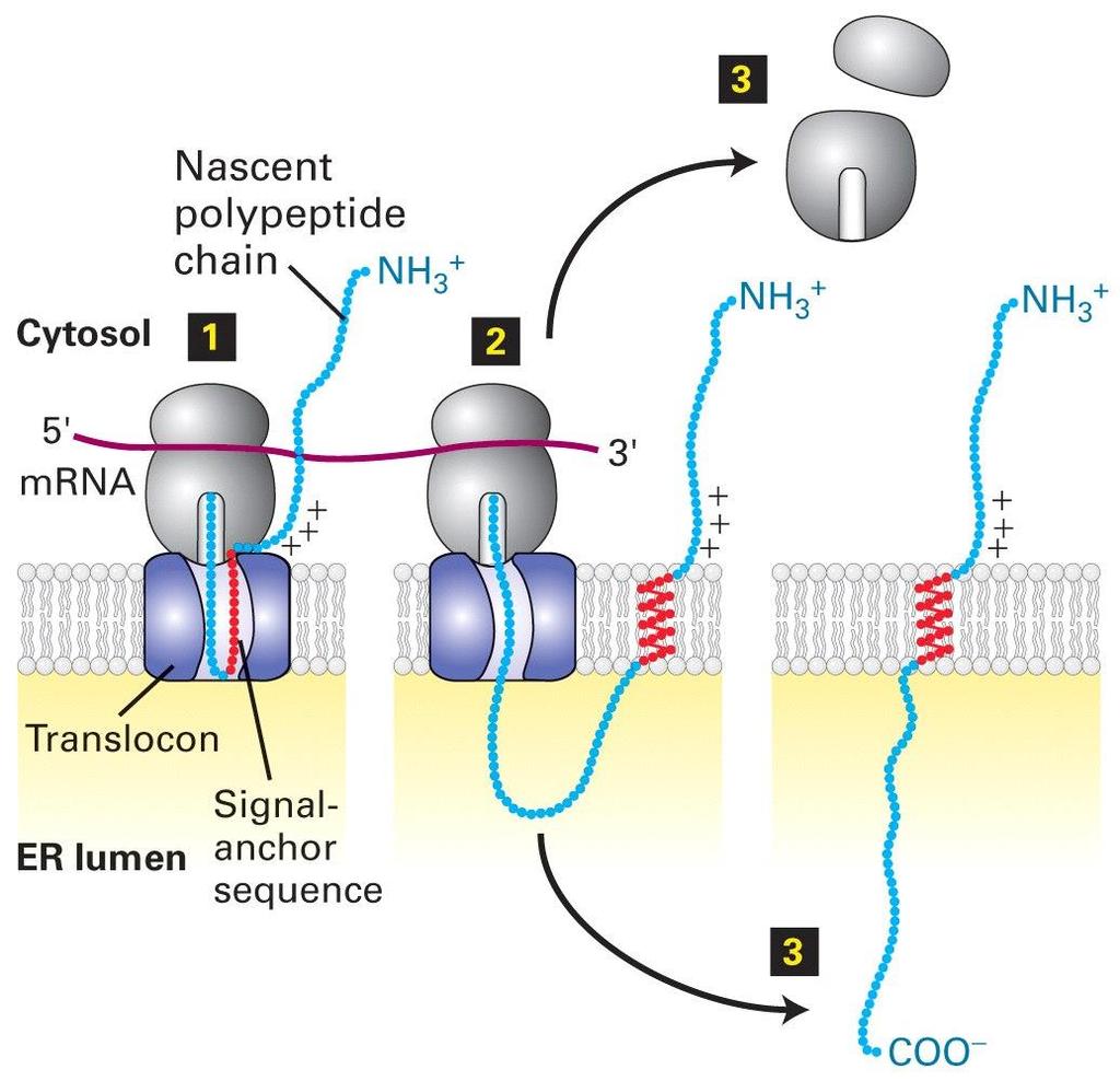 A single internal signal-anchor sequence directs insertion of single-pass