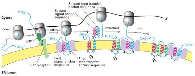 Multipass transmembrane proteins