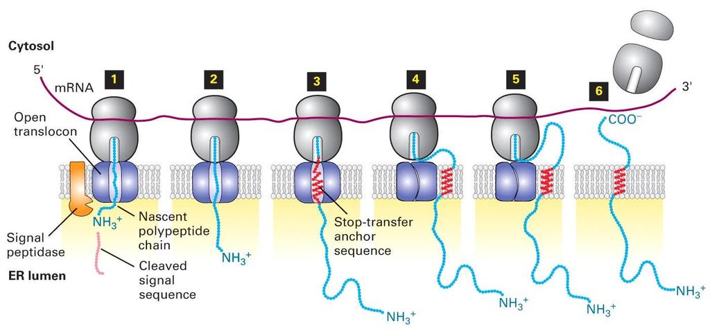 Most cytosolic transmembrane proteins have an N-terminal