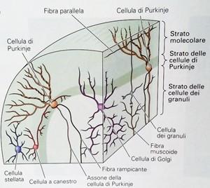 Figura 5 Cellule della corteccia cerebellare 1.