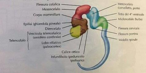 Figura 3 Sistema nervoso centrale al 49 giorno neurale (Cochard 