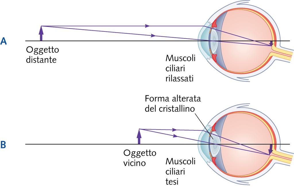 Che cosa possiamo capire studiando l ottica?