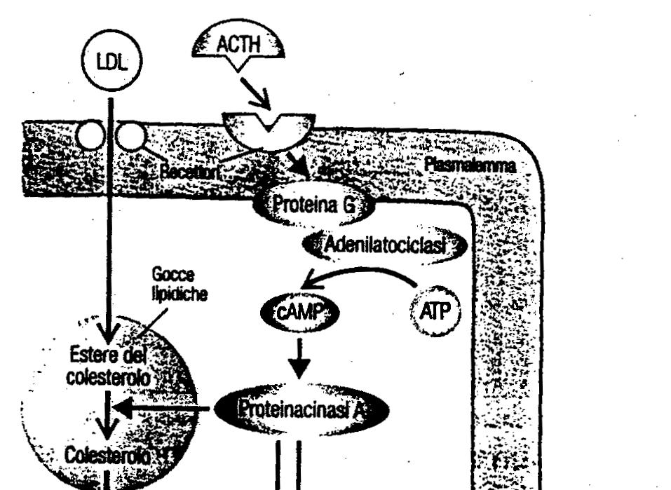 MECCANISMO D AZIONE Proteincinasi A fosforilata = Proteina attivatrice della steroidogenesi: idrolisi immediata