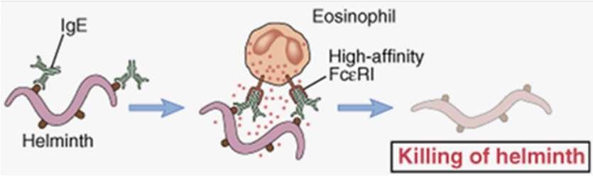 Antibody-Dependent Cell-mediated Cytotoxicity (ADCC) Gli eosinofili esprimono recettori ad alta affinità per il Fc delle IgE (FceRI) l anticorpo