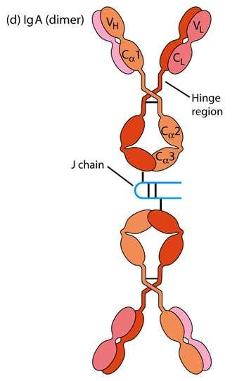 IgA (dimero) IgA 10% delle Ig del siero Catena J ponte disolfuro Largamente presente nelle