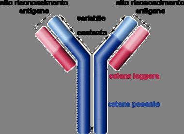 F 10 Anticorpi (immunoglobuline) - Glicoproteine - 20% delle proteine plasmatiche - Sono formate da