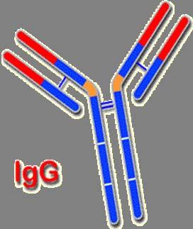Idiotipo: disegno antigenico della regione ipervariabile (sito combinatorio) Ogni Ac