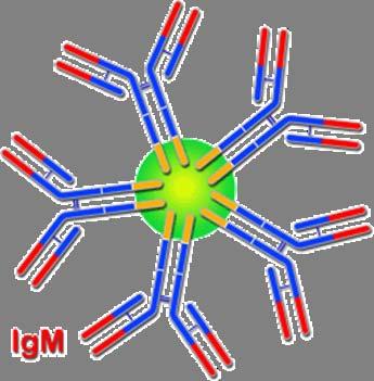 Legame sui batteri attivazione del C attivazione fagociti che si legano attraverso recettori