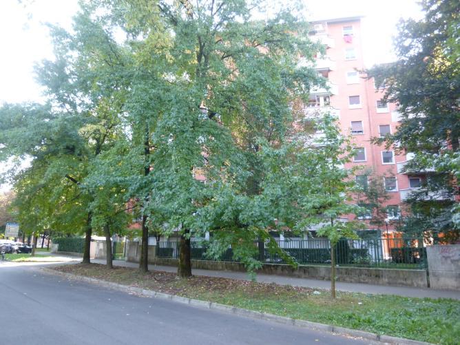 Olmo (Ulmus sp). Subito dopo, due bei Aceri di monte (Acer pseudoplatanus ).