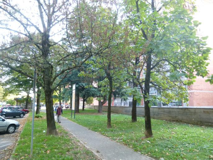 Poi, nel parterre sulla destra, tre Catalpe (Catalpa bignonioides) (Foto 4), un Cedro dell' Atlante (Cedrus atlantica) e un Cedro del Libano