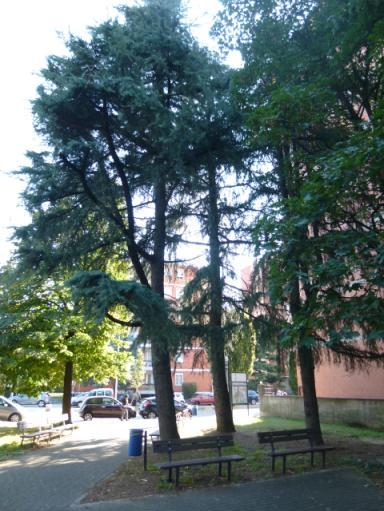 Foto 4 Sulla sinistra del vialetto, un Frassino comune e due Tigli comune (ibrido) (Tilia X europaea); ancora sulla destra, dopo i Cedri dell