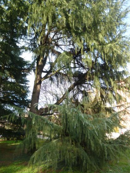 aiuola: due Frassini, tre Tigli appena messi a dimora otto Cedri dell Atlante (Cedrus atlantica) e un Cedro del Libano (Cedrus libani) (Foto 12),