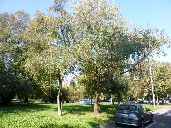 Sempre sulla seconda aiuola: un Acero riccio (Acer platanoides), quattro Betulle comuni (Betula pendula) (Foto 13) e tre