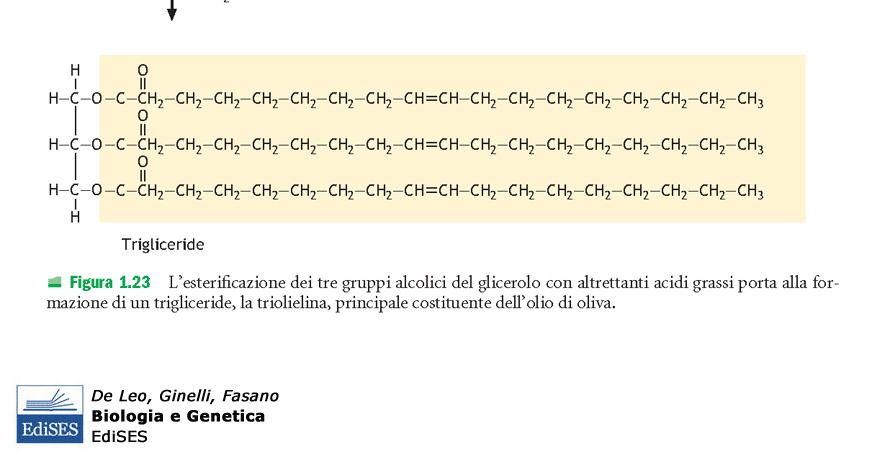 Glicerolo + 3