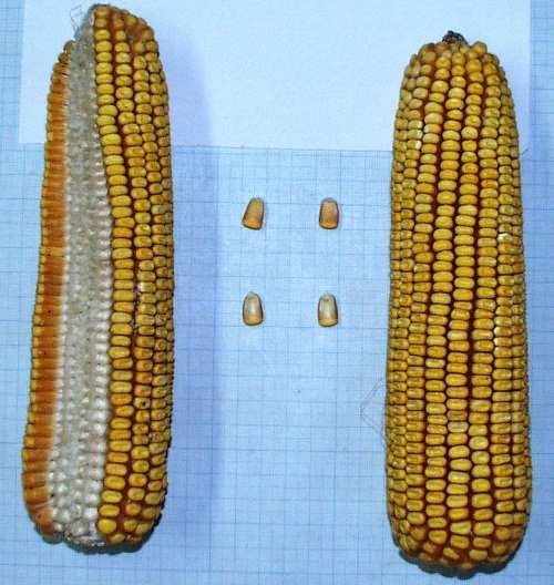 DISCIPLINA COMUNITARIA SULLA COMMERCIALIZZAZIONE DELLE SEMENTI MISURE APPLICATIVE classi comunitarie di tuberi-seme di base di patata sementi con requisiti