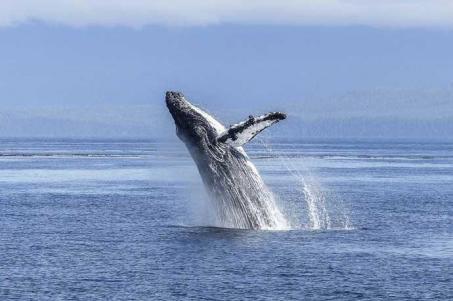 Imbarco per un'emozionante crociera pomeridiana per l'avvistamento delle balene, alla scoperte di numerose specie di mammiferi tra le quali la balena bianca (beluga) e la balenottera (rorqual).