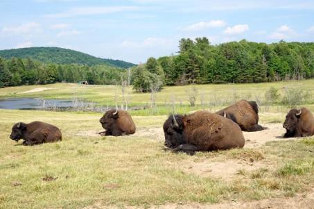 Sosta per la visita ad una fattoria di bisonti: tour al suo interno per apprendere come vivono i bisonti, la loro importanza per i nativi e la loro protezione contro l'estinzione. Pranzo tipico.
