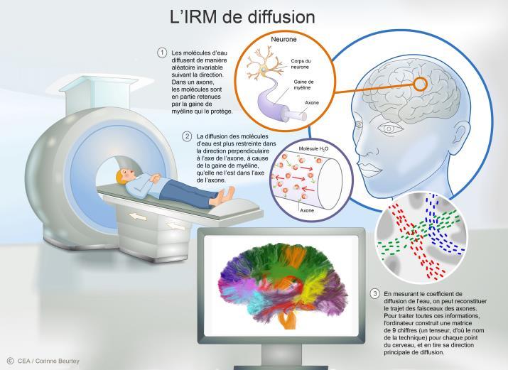 mediche Modelli simulazione reti