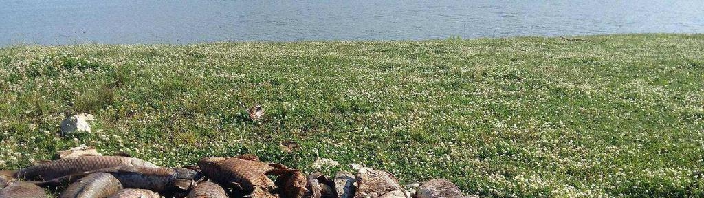 LAGO DI CANTERNO In provincia di Frosinone: tra Fiuggi e Ferentino, c è il Lago di Canterno, dove si continuano a verificare morie di pesci con centinaia di ritrovamenti, dovuti ad aumenti repentini