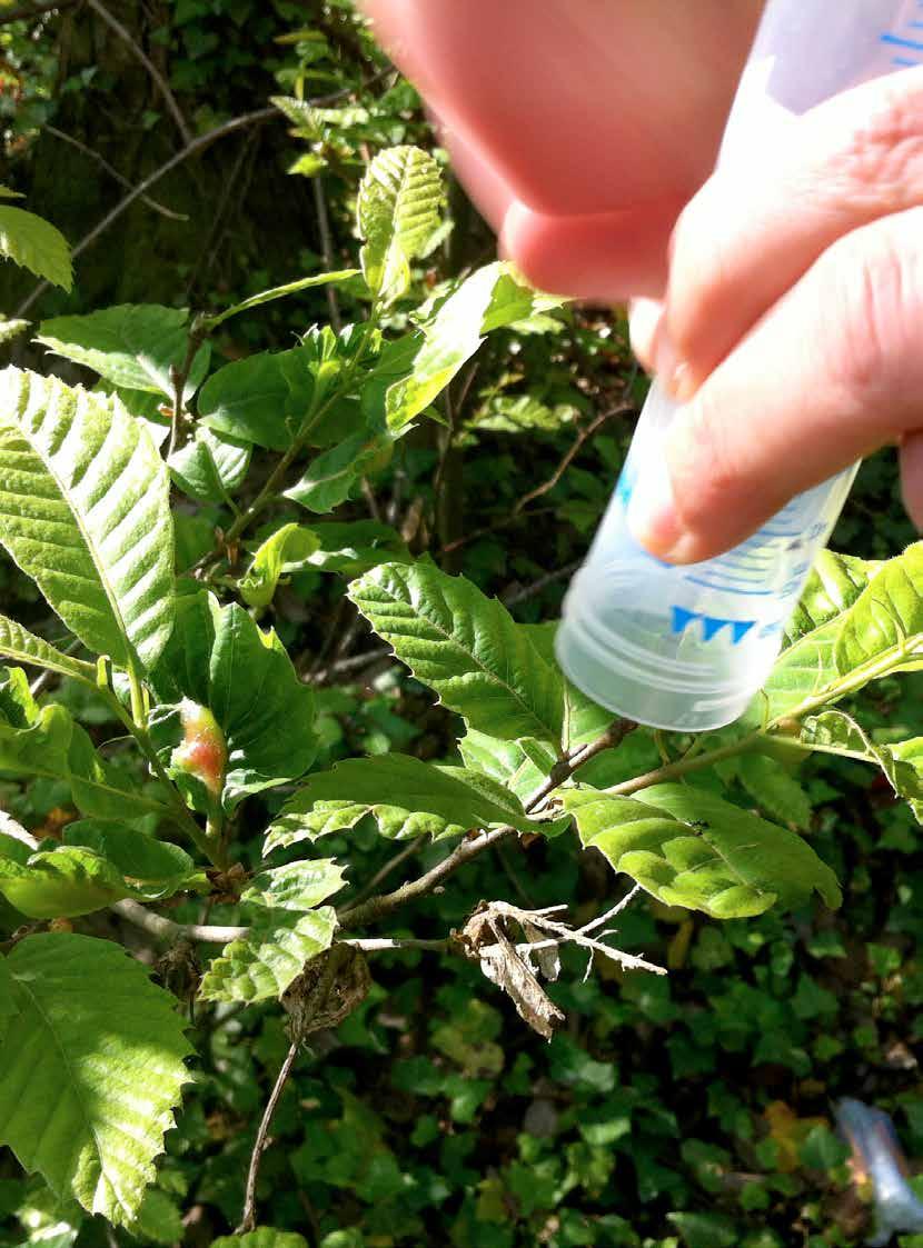 Vari stadi Torymus sinensis si sopralluoghi in Piemonte in aree castanicole oggetto di