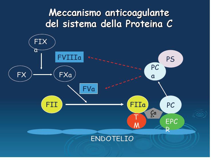 a R La proteina C attivata (APC)