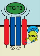 TGF-βRII (legame e trasduzione) - 2 Catene ALK5 (chinasi per Smad) TGF-β e un