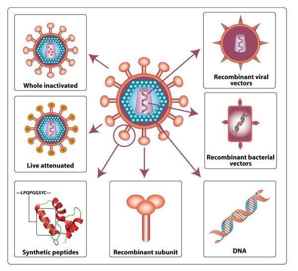 VACCINI ANTIVIRALI Devono essere capaci