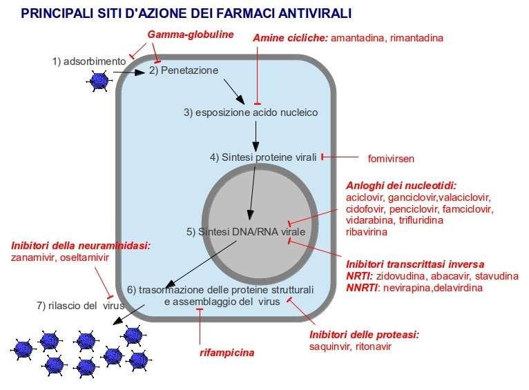 Efficaci contro tutti i virus Efficaci contro virus influenza, IFN Efficaci contro virus epatite,