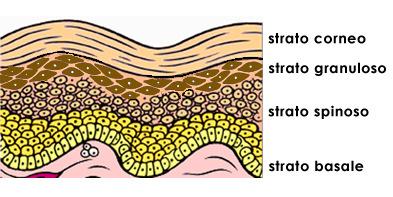 Peso: circa 2 Kg (escluso ipoderma) Epidermide Cheratinociti (popolazione