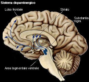 Sistema colinergico Sistema Serotoninergico Tipi di attenzione: I processi attentivi possono essere di tipo anteriore e posteriore con modalità di tipo selettivo e non selettivo (Posner et al).