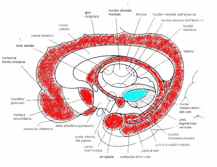 D4 e la diagnosi di ADHD (La Hoste et al; Swanson et al); VALUTAZIONE DIAGNOSTICO-STRUMENTALE RM fmri PET SPECT EEG PERCHE L EEG?