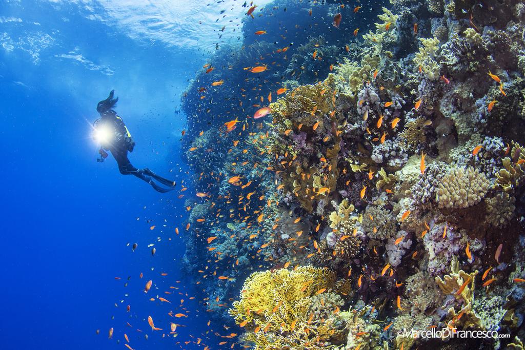 L esuberante la vita di barriera anche in pochi metri di profondità. (Canon 5Dmk3 + Tokina 1017mm Nauticam Housing F10 1/80 iso 200). Il Reef è un'esplosione di vita e colore.