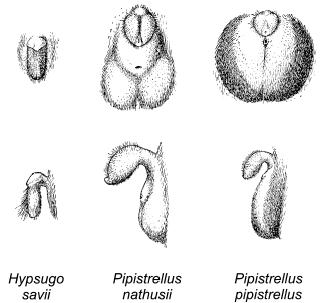 Alcuni parametri da rilevare per la determinazione Altri caratteri da osservare: Denti - Pene 1. Lunghezza corpo 2. Lunghezza coda 3. Lunghezza avambraccio 4.