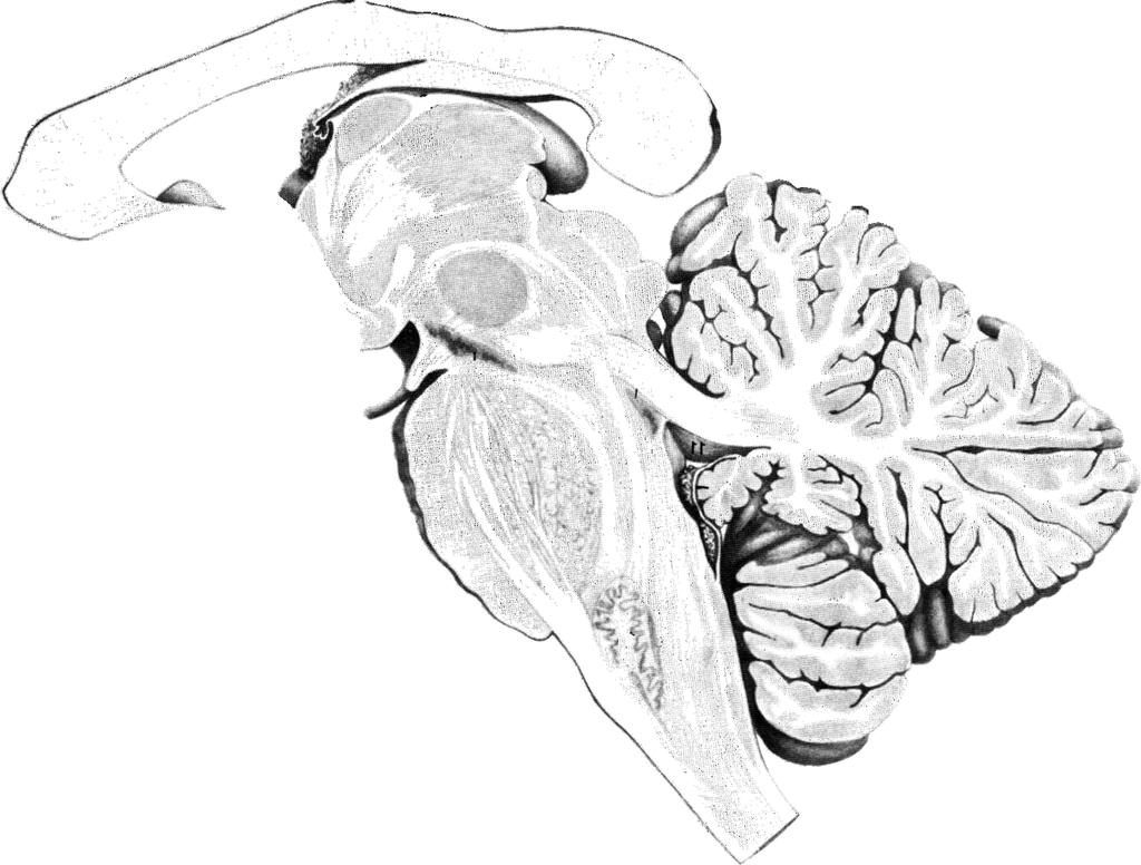 TRONCO DELL ENCEFALO FORMAZIONE RETICOLARE Definizione Area del tronco dell encefalo costituita da piccoli gruppi di neuroni dispersi tra i grossi