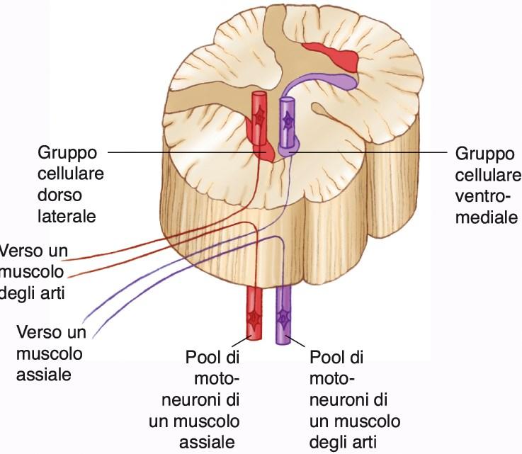 ventrale Innervano i MN della regione mediale del corno ventrale
